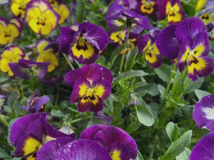 Florida-friendly flowering plants in a landscaped bed