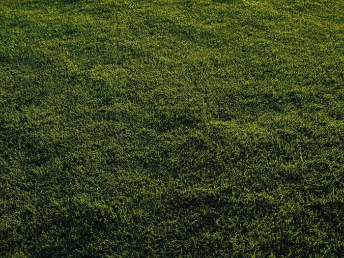 Fresh sod laid across a prepared commercial lawn